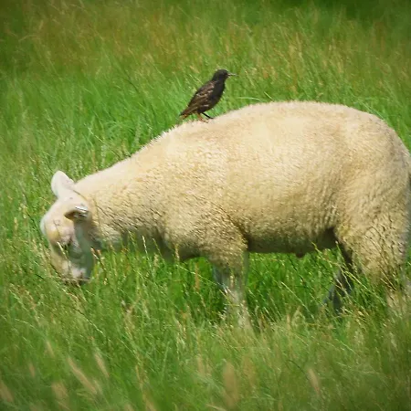 Lägenhet Zur Muehle Weener