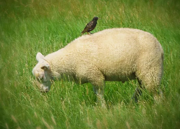 公寓 Zur Muehle Weener